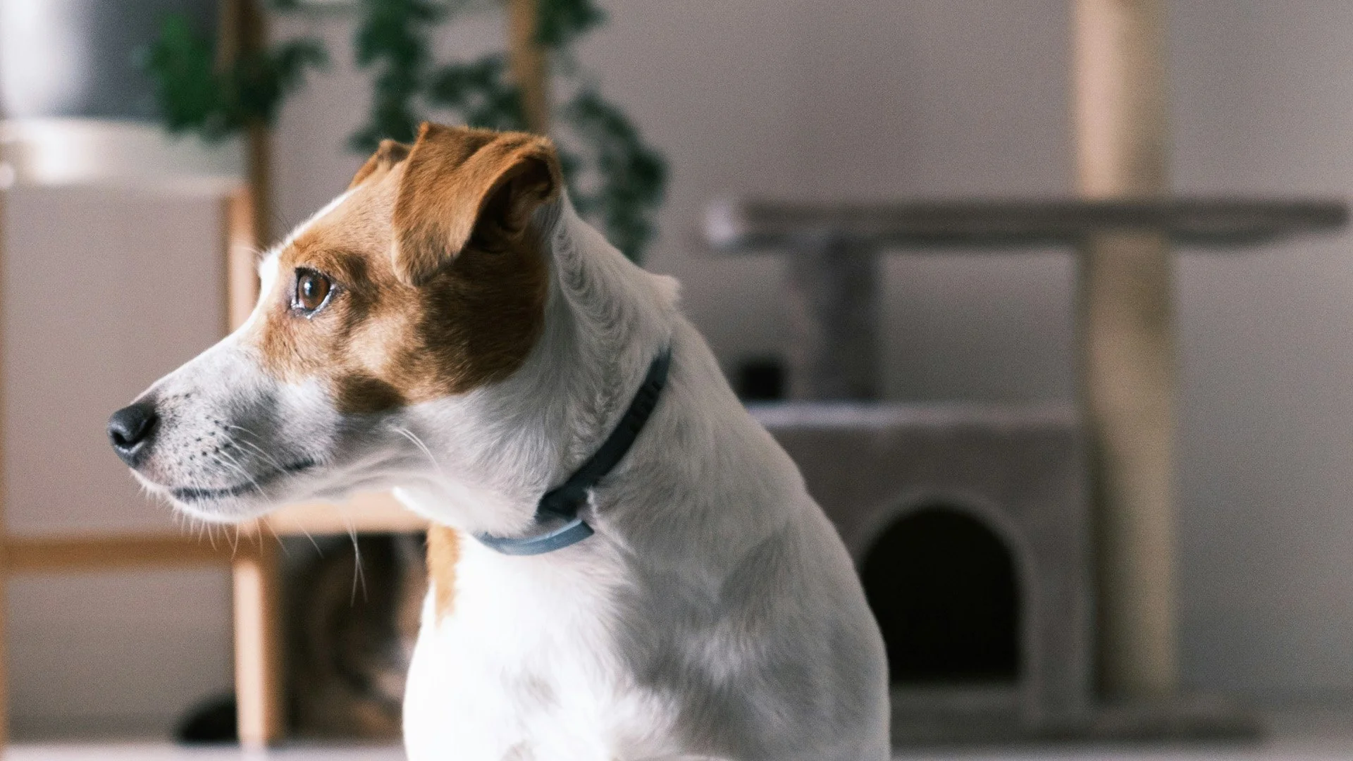 ack Russell terrier looking out from inside a home