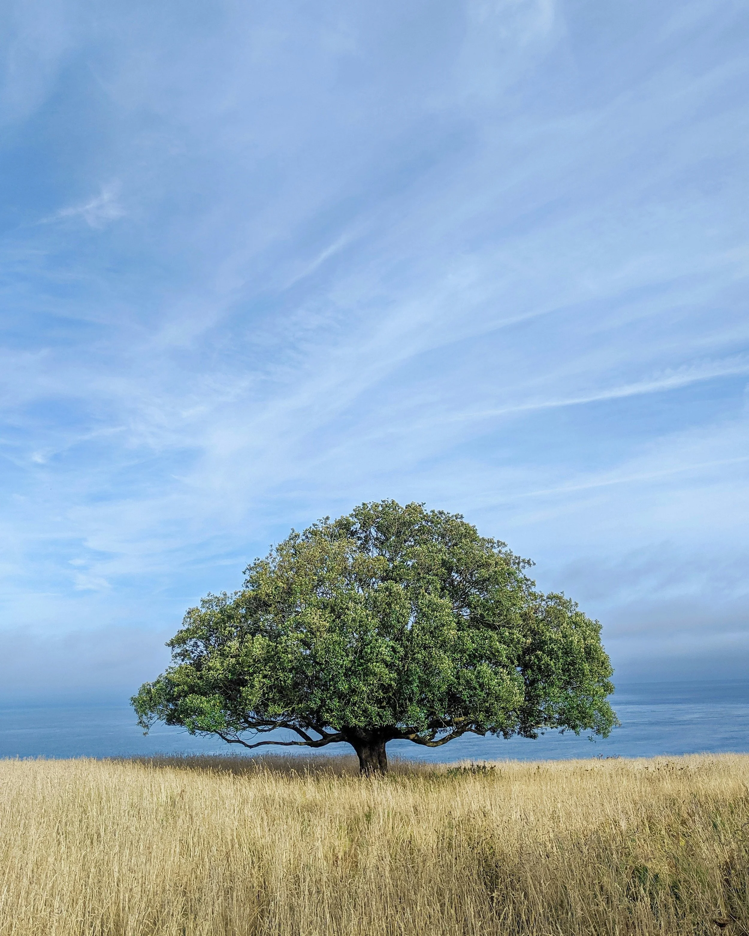 A single green tree standing in an open golden field beneath a wide blue sky.