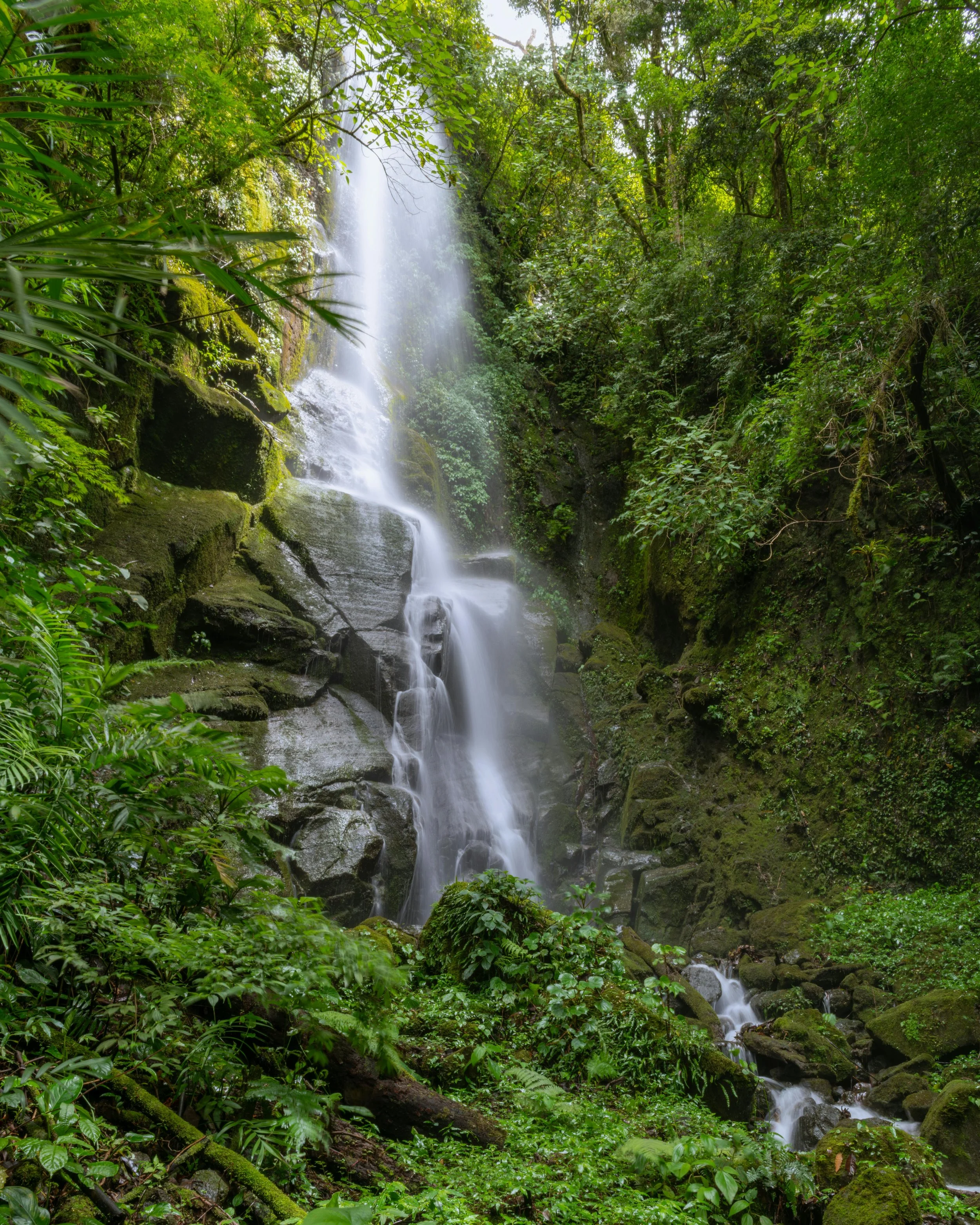 water stream in green forest
