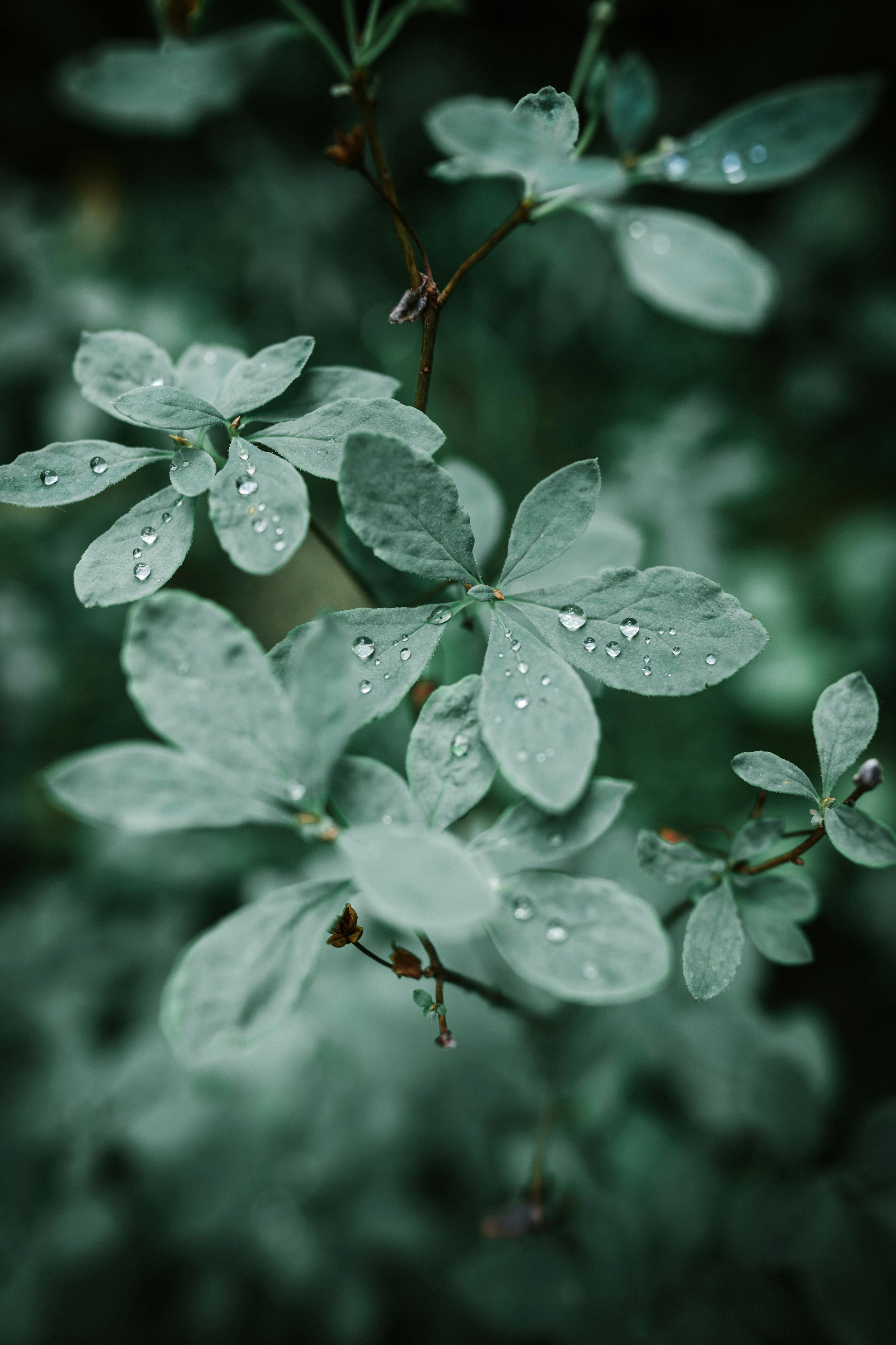 green leaves with water droplets