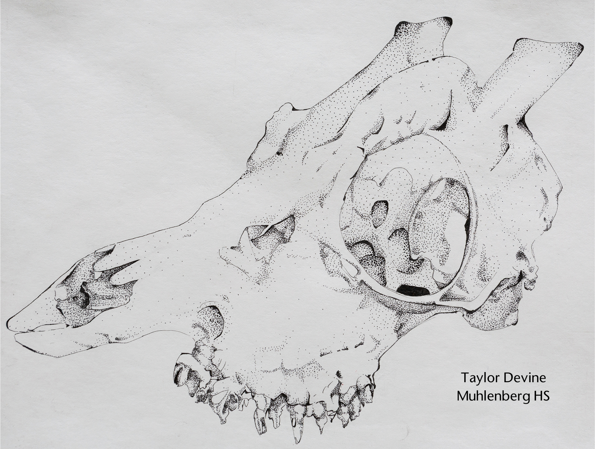 Taylor Devine Muhlenberg HS.png