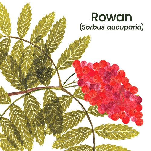 Rowan branch.png