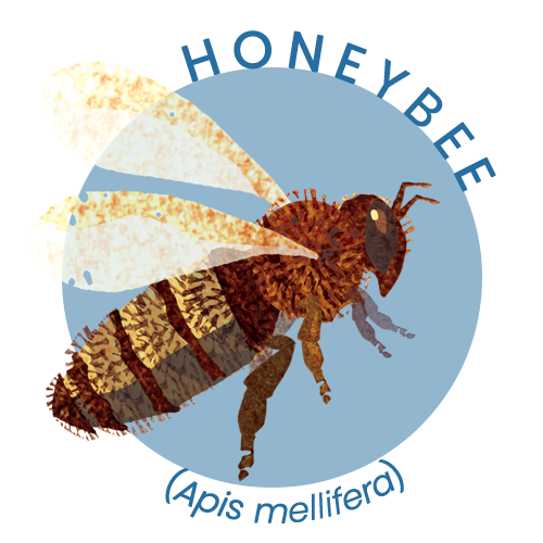 Honeybee.png