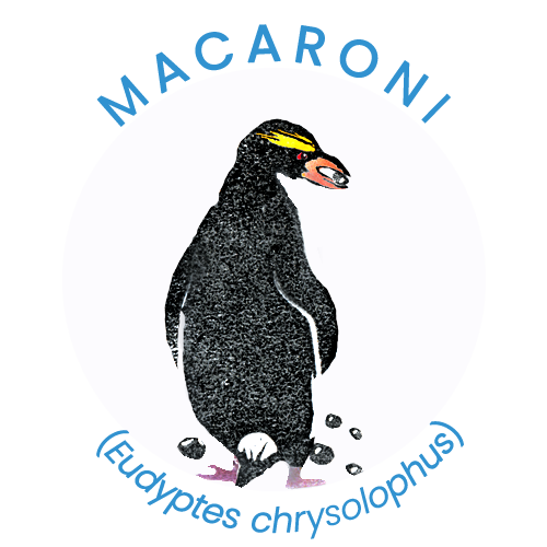 Macaroni penguin.png