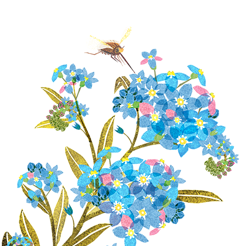 Forget me not and bee fly.png