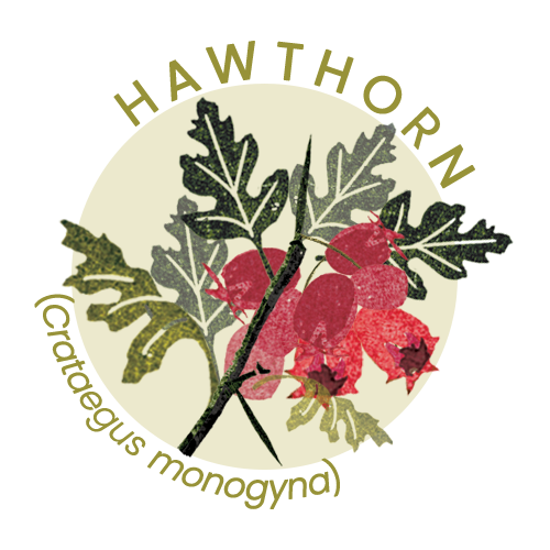 Hawthorn.png