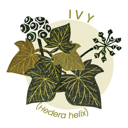 Ivy.png