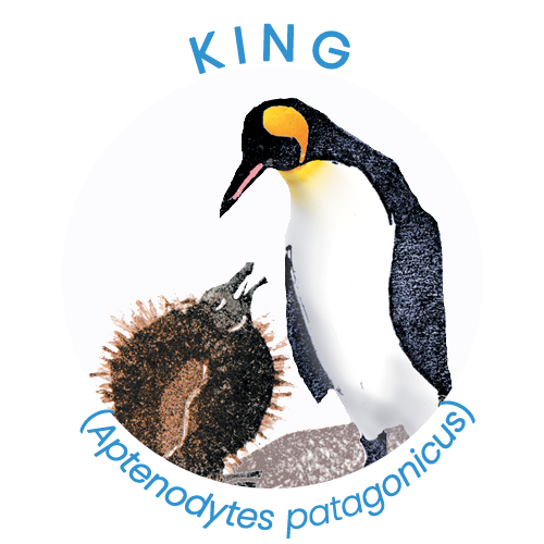 King penguin.png