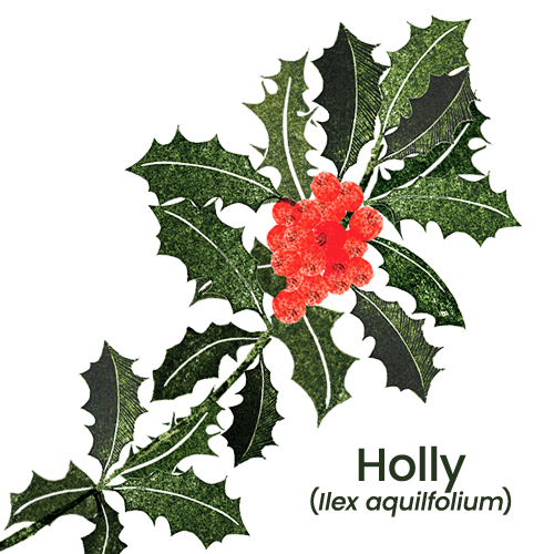 Holly branch_500 kb.png