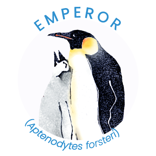 Emperor penguin.png