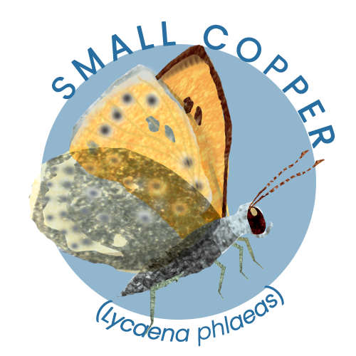 Small copper.png