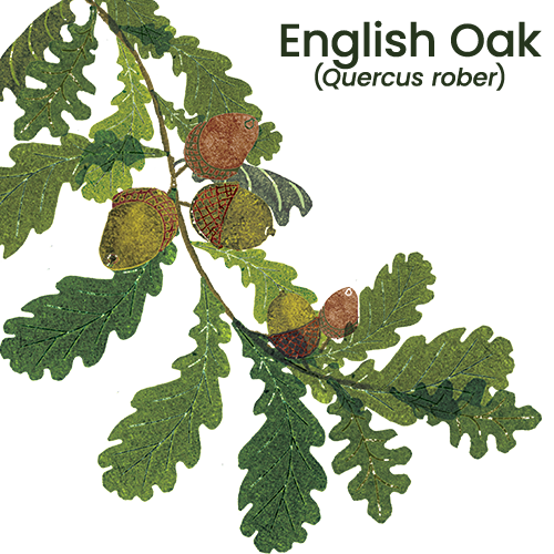 Oak branch_500 kb.png