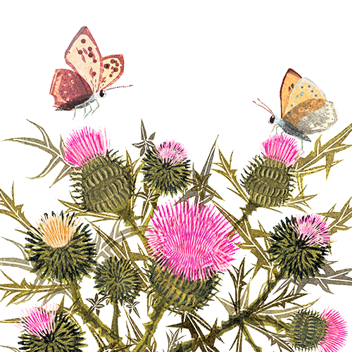 Spear thistle and copper butteflies.png