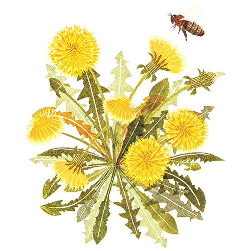 Dandelion and honey bee.png