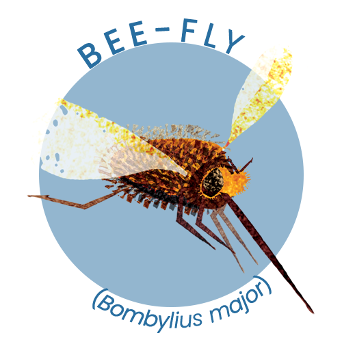 Bee fly.png