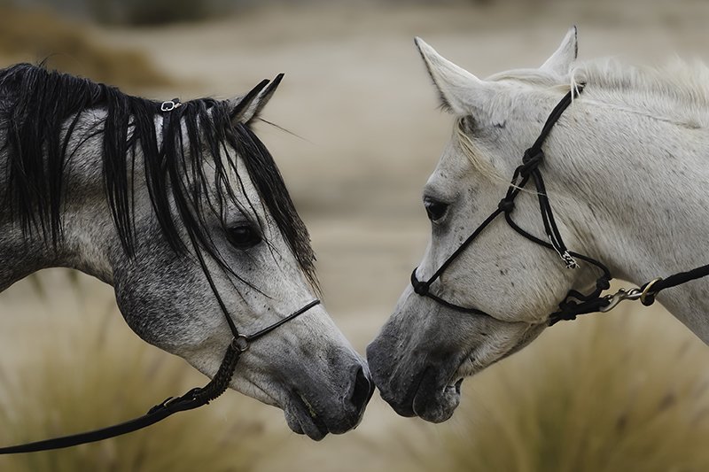 horses.jpg