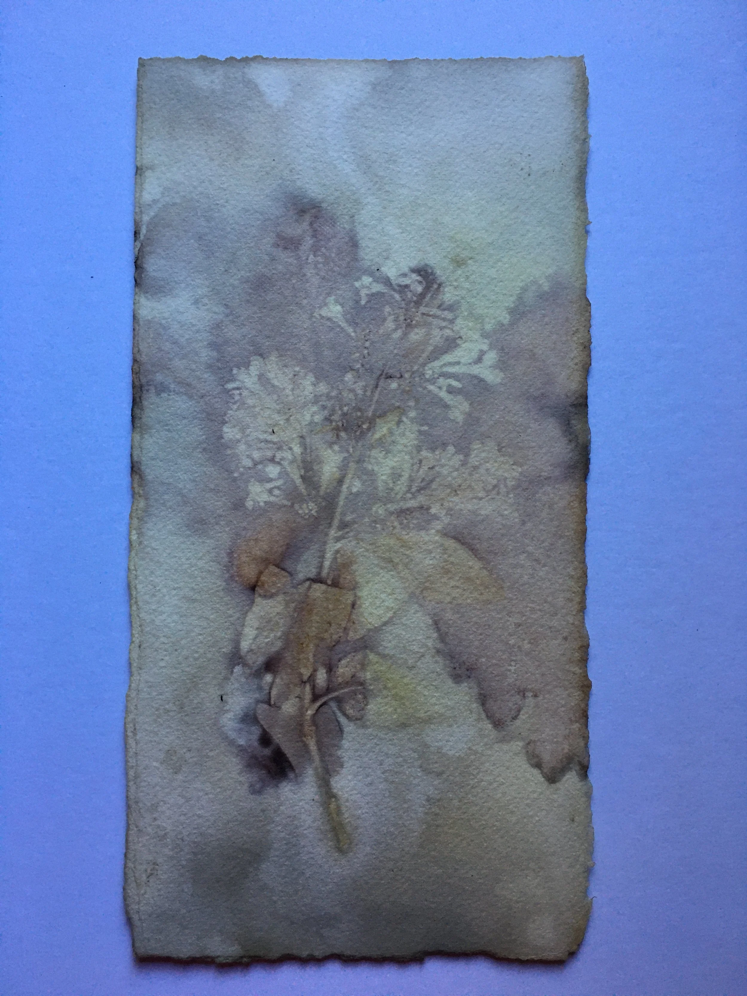 Sun Print, 2020 (Mixed Media)