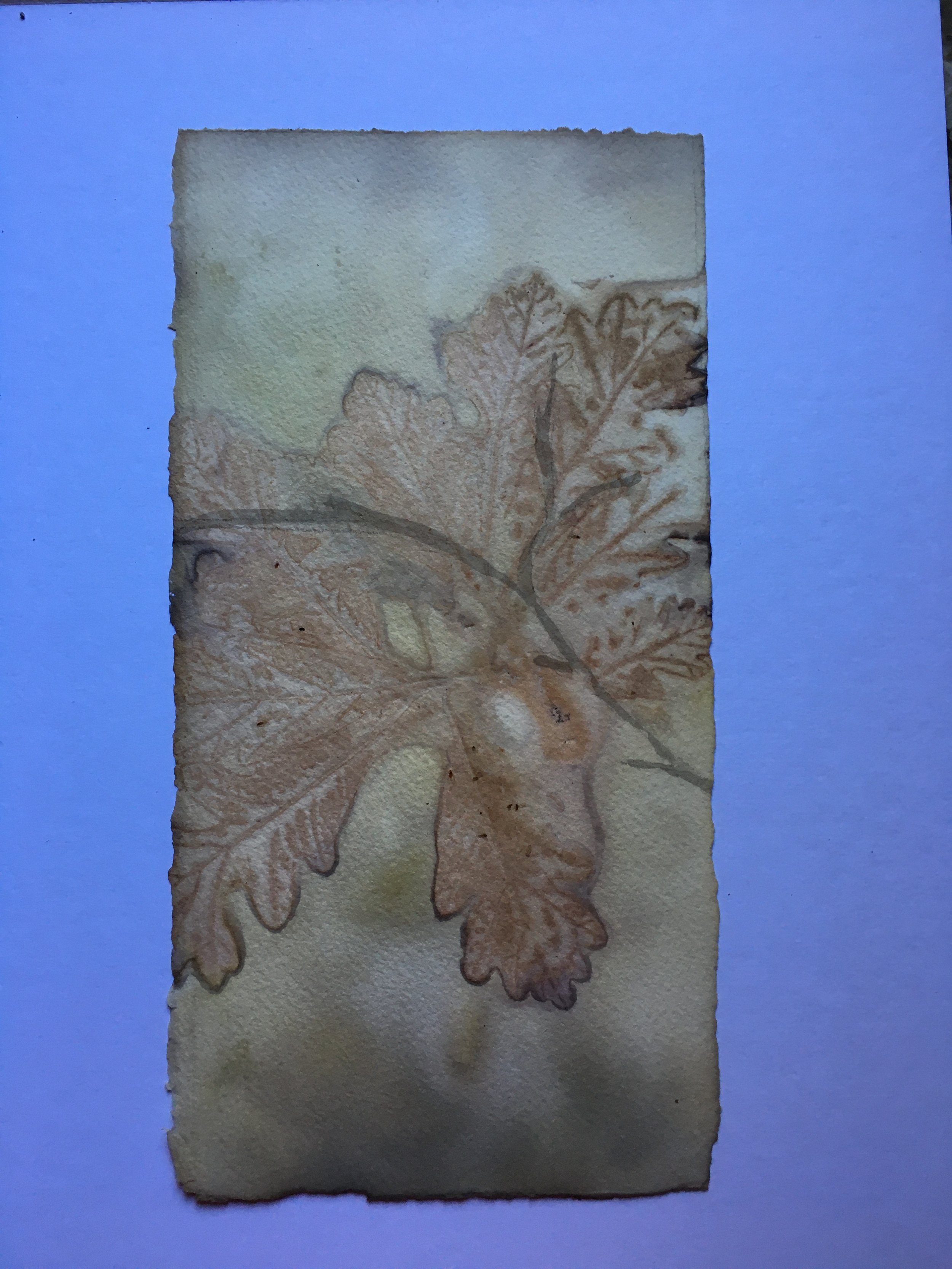 Sun Print, 2020 (Mixed Media)