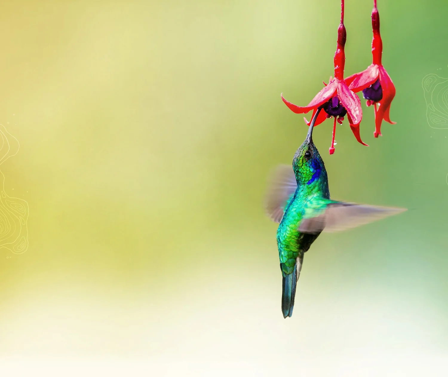 Support Bret Weinstein S Work Dr Bret Weinstein