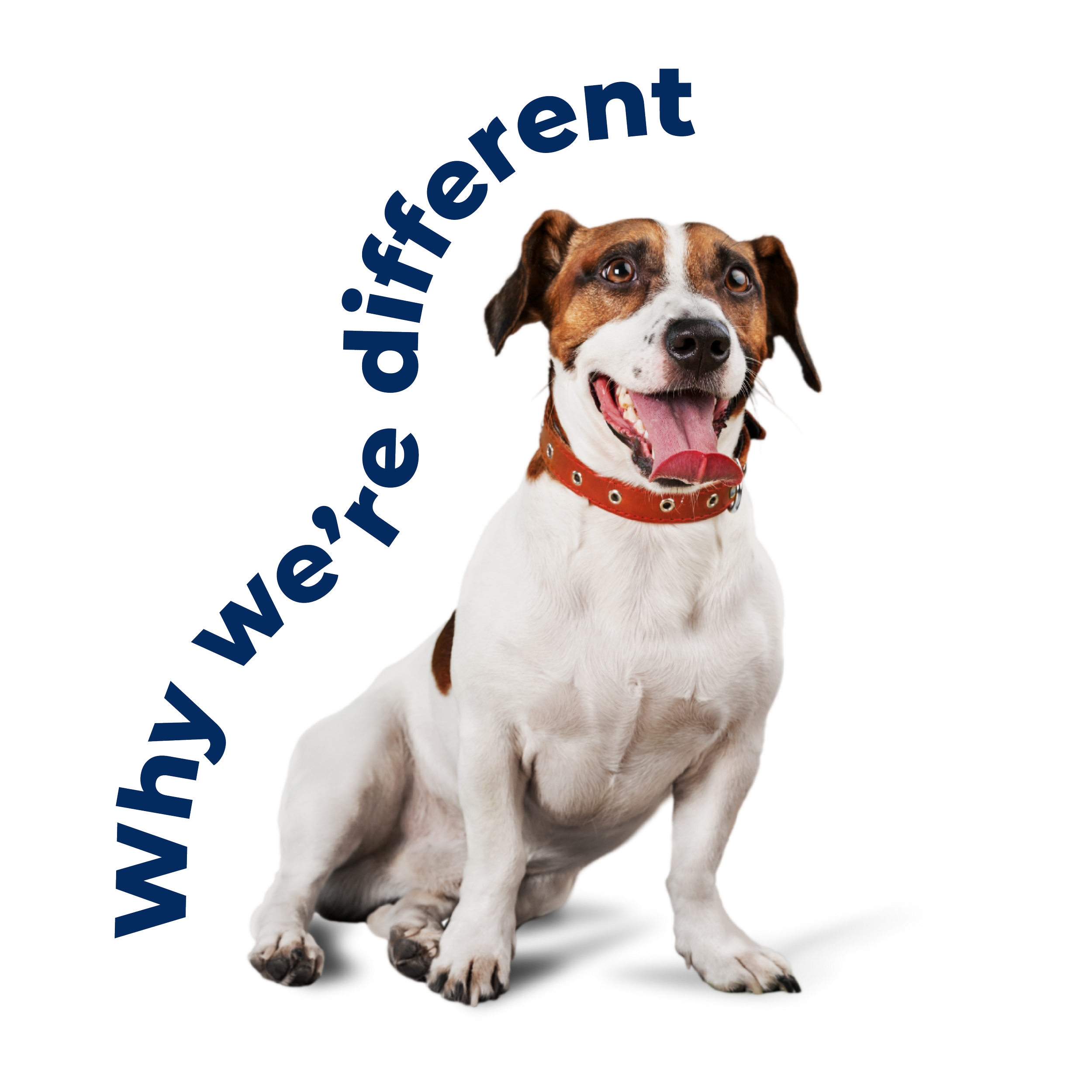 About Your Trainers — Dog Crew Tampa Dog Training and Boarding