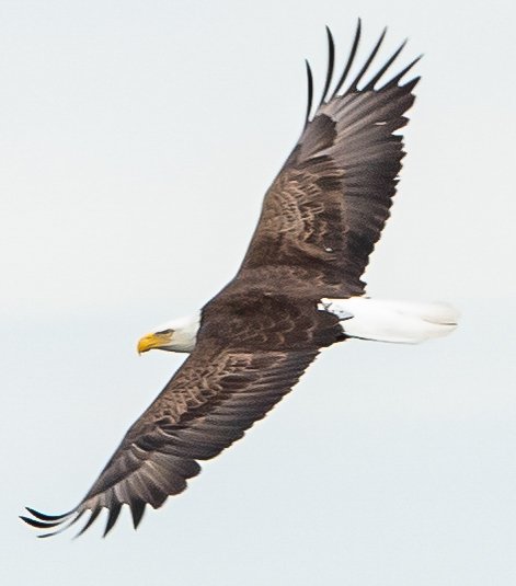 eagle1.jpg