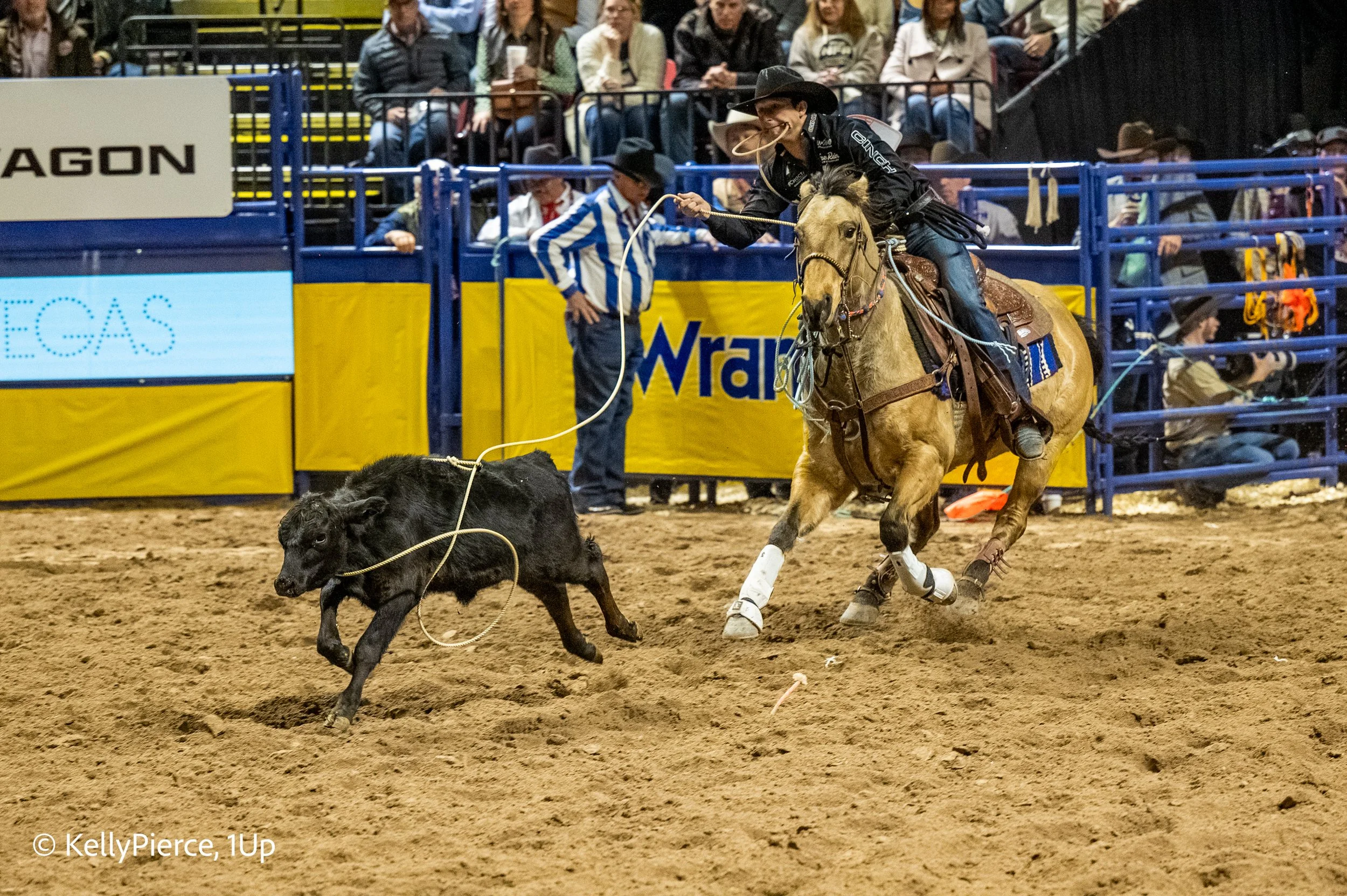 A rodeo event with a cowboy wearing a black hat and shirt riding a bucking horse while holding a lasso. A calf is running in front of the horse on the dirt arena floor. Spectators are seated in the stands behind blue and yellow barriers.