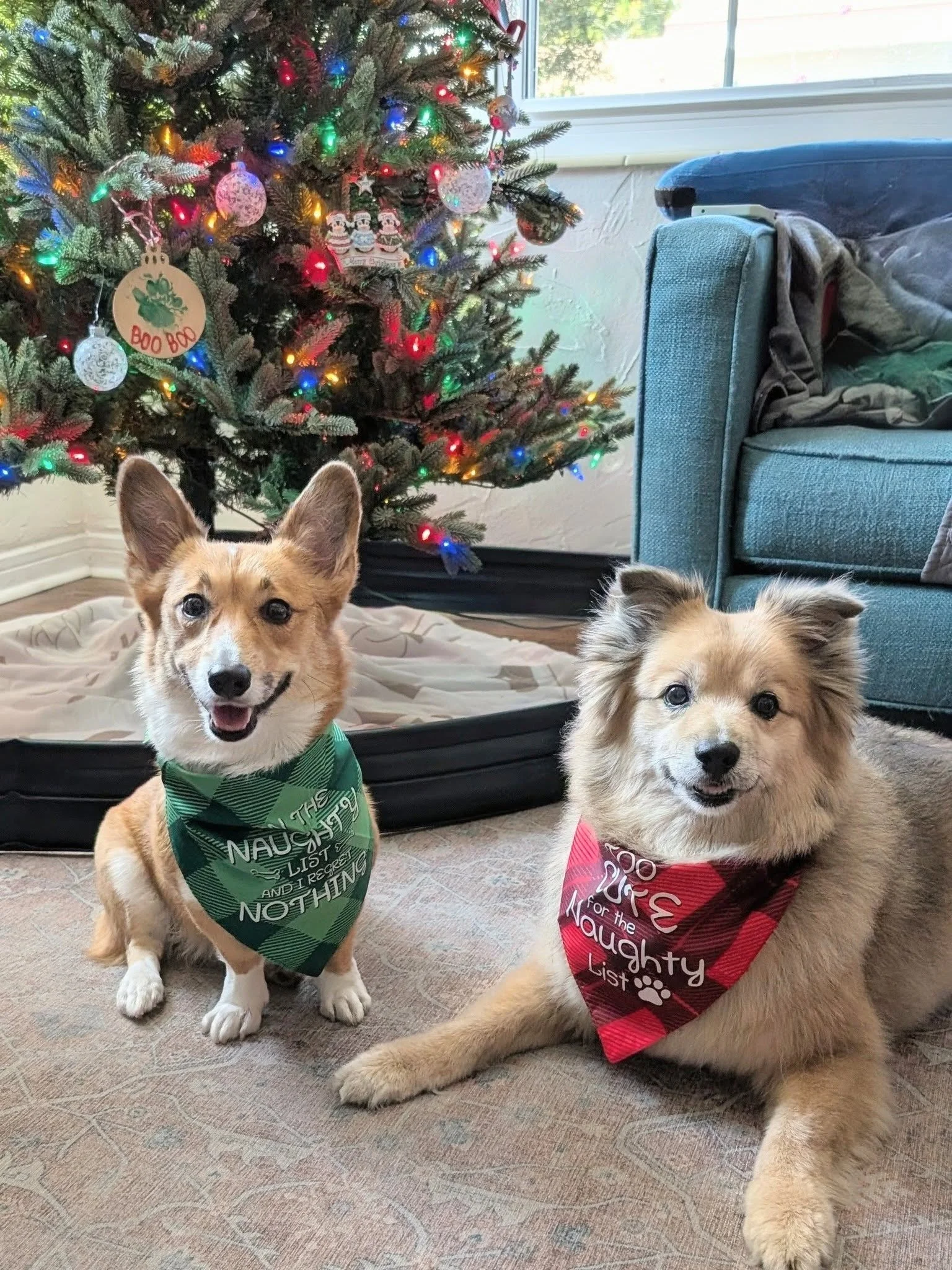 Would you want to see a special artist series of bandanas or Kenwood flag style bandanas for your best friends? 
🐕🦮🐕&zwj;🦺🐈🐈&zwj;⬛ 
Sound off below.
This idea is modeled by Ellie the little corgi and BooBoo the AussiePom!

#historickenwood #stp