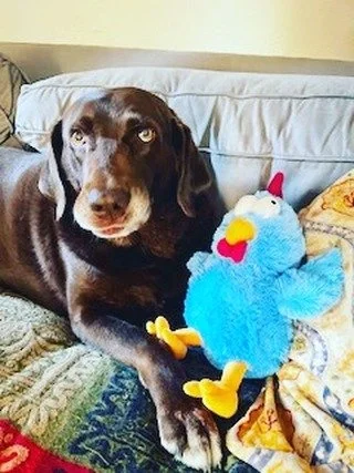 Warning: May cause extreme cuteness at the dog park. Cooper is this week's Kenwood dog. He loves stuffed animals and lives by St. Pete high. He was adopted from @goldenrescuemidfl &amp; is a senior english Lab. If you want a dog like him there's one 