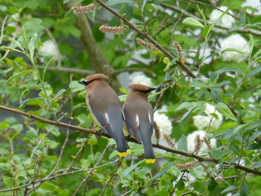 Cedar Waxwings