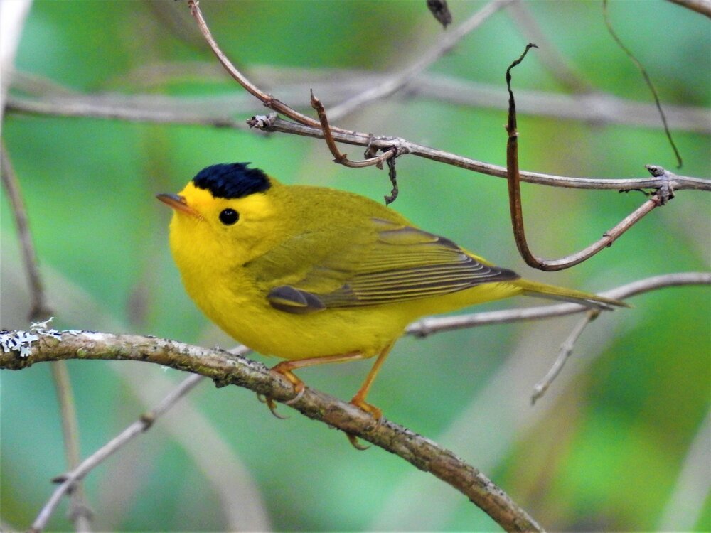 Wilson’s Warbler