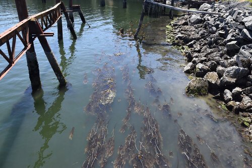 Kelp Beds