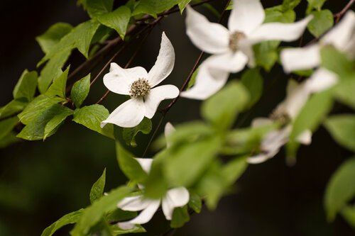 Native Flowering Dogwood