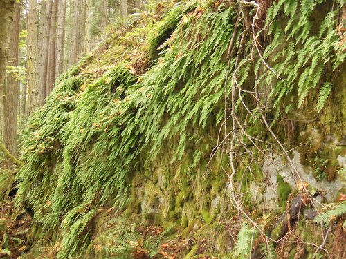 Ferns growing over boulder