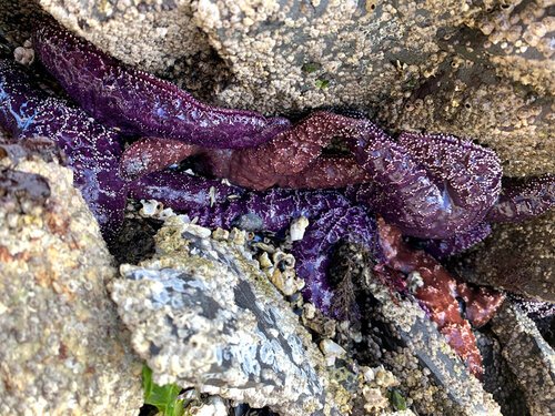 Purple sea stars at low tide