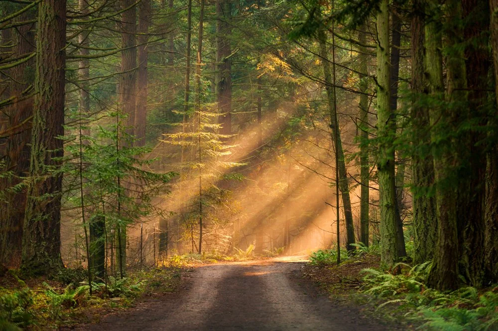 Meditative Forest Walk led by Lummi Island Health and Wellness (Now Full)