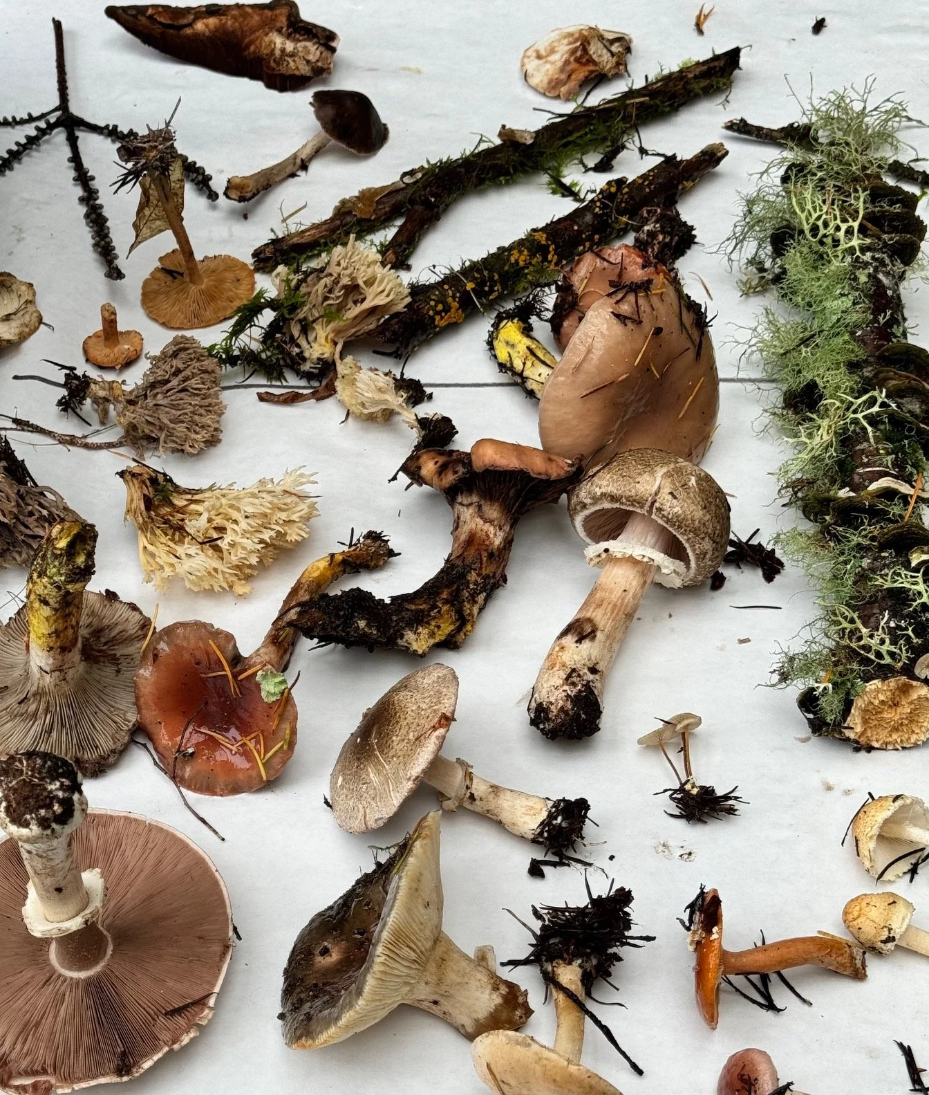 Mushroom Foray (FULL)