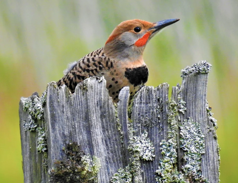 Meditative Forest Walk led by Lummi Island Health and Wellness 