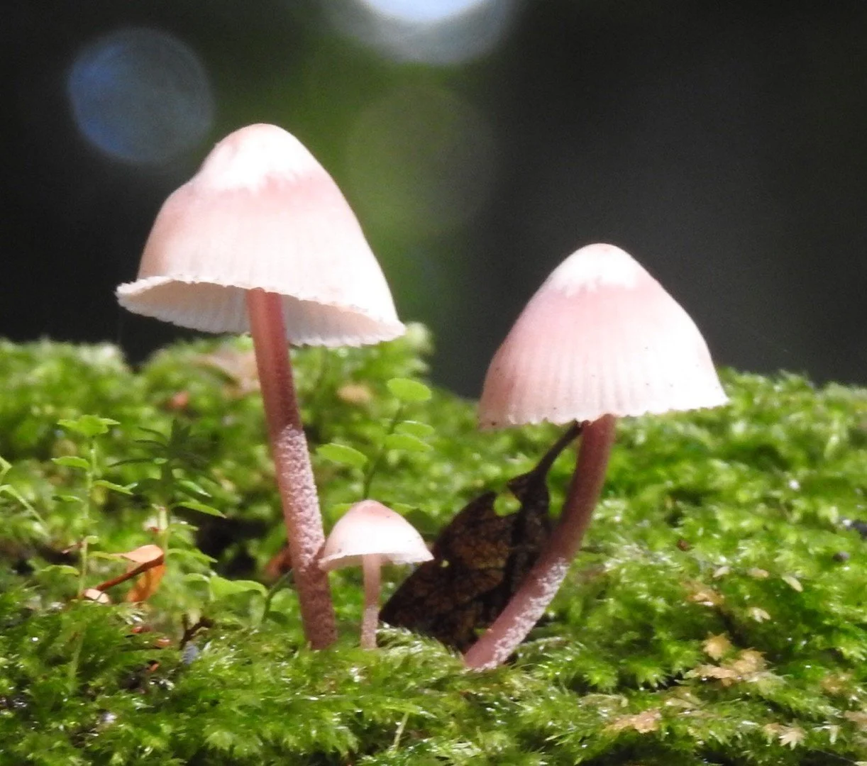 Mushroom Foray