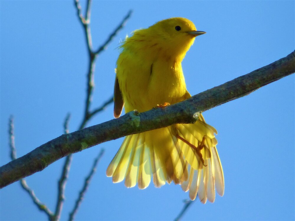 Yellow Warbler