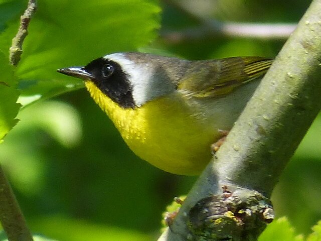 Common Yellowthroat