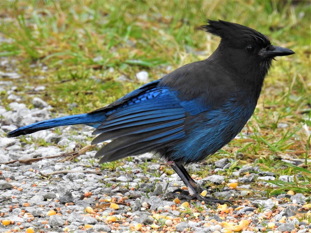 Stellar’s Jay