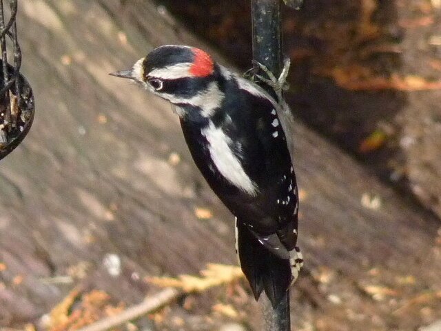 Downy Woodpecker