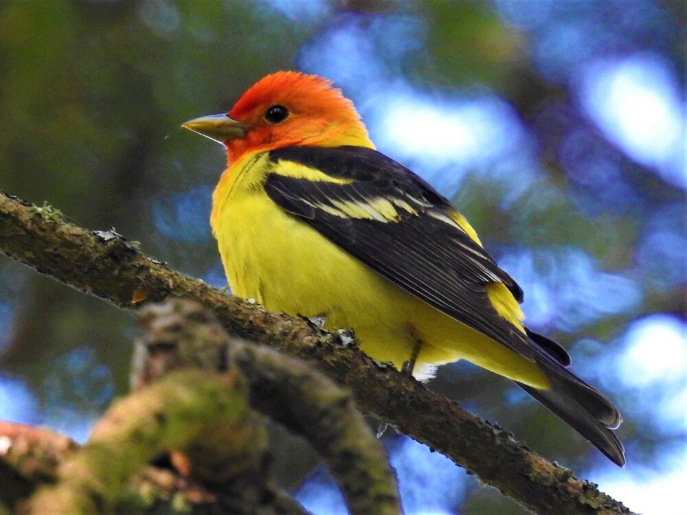 Western Tanager