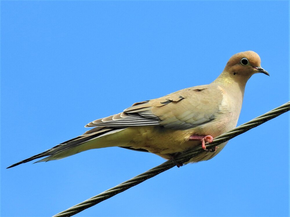 Mourning Dove