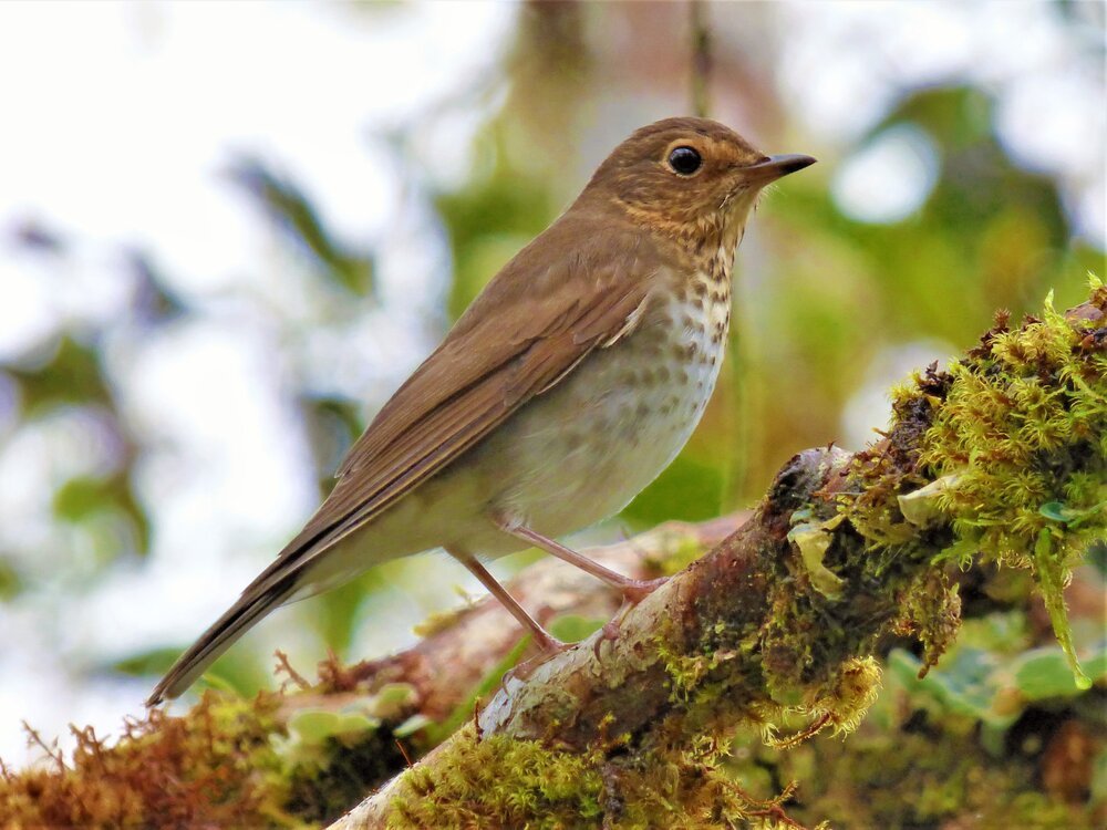 Swainson's Thrush