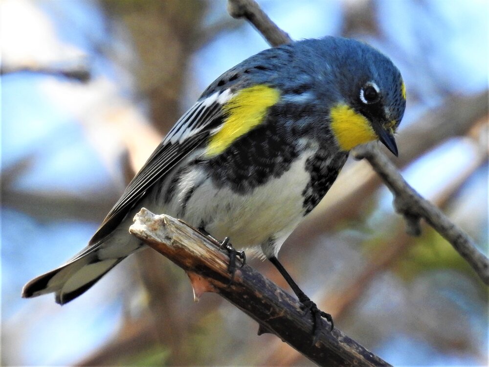 Audubon’s Warbler