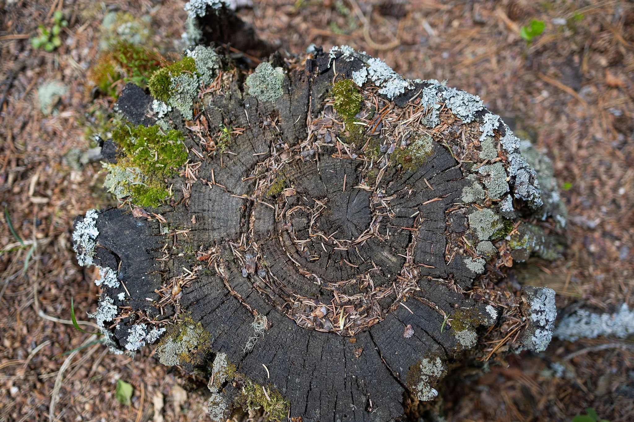 RootandRestore103.JPG