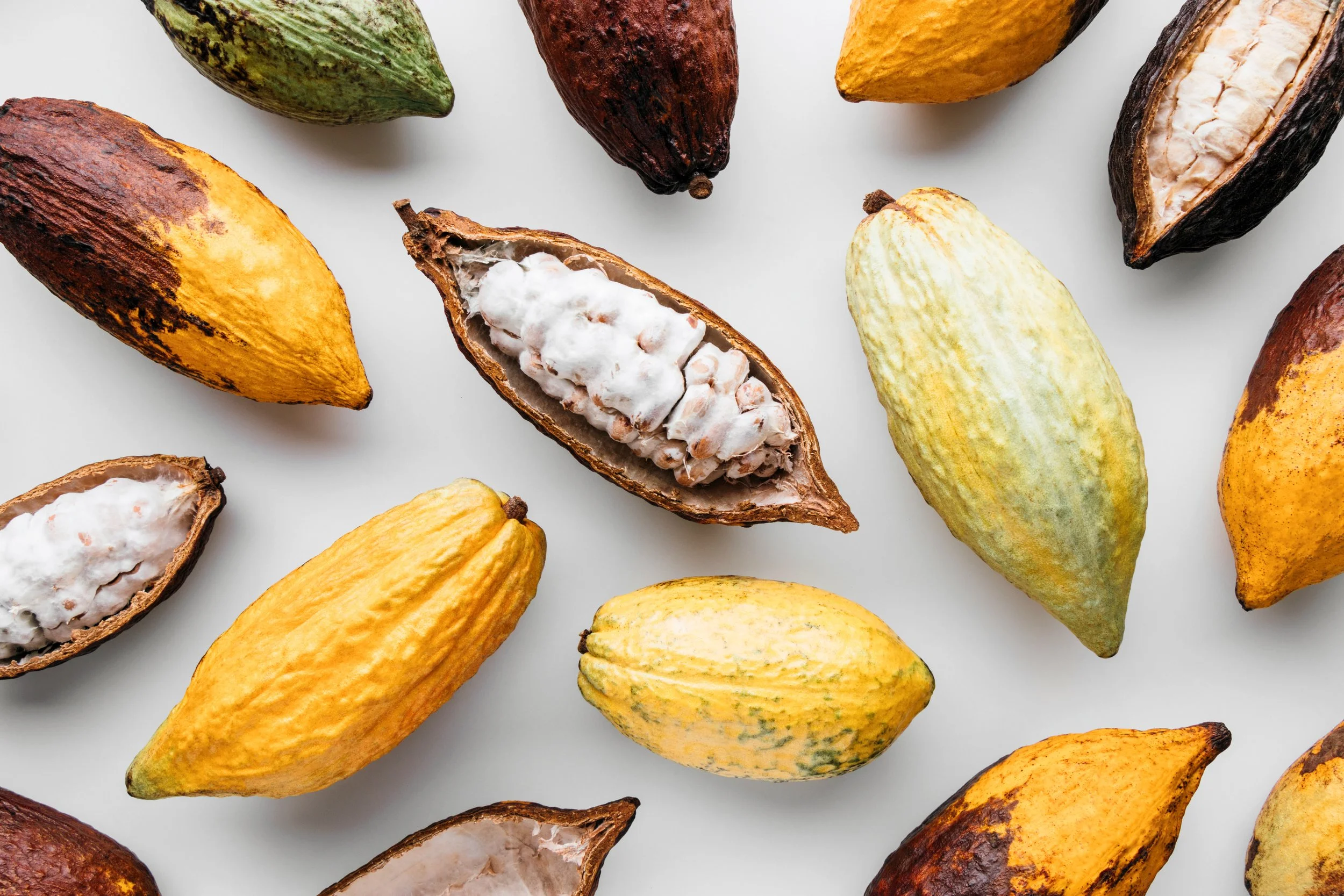 Bean-to-Bar Cacao Chocolate Squirrel