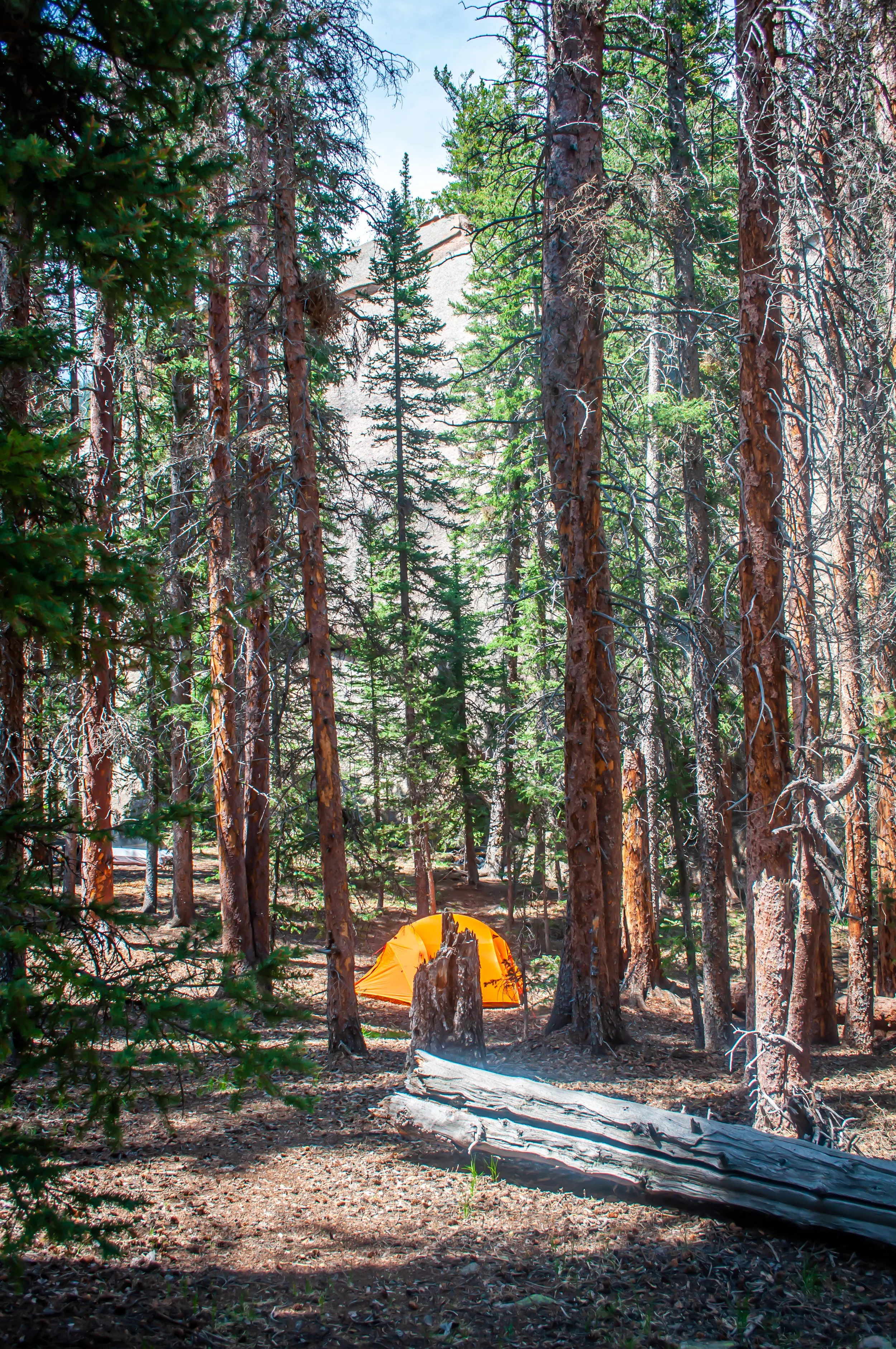 small, orange tent amongst tall pine trees