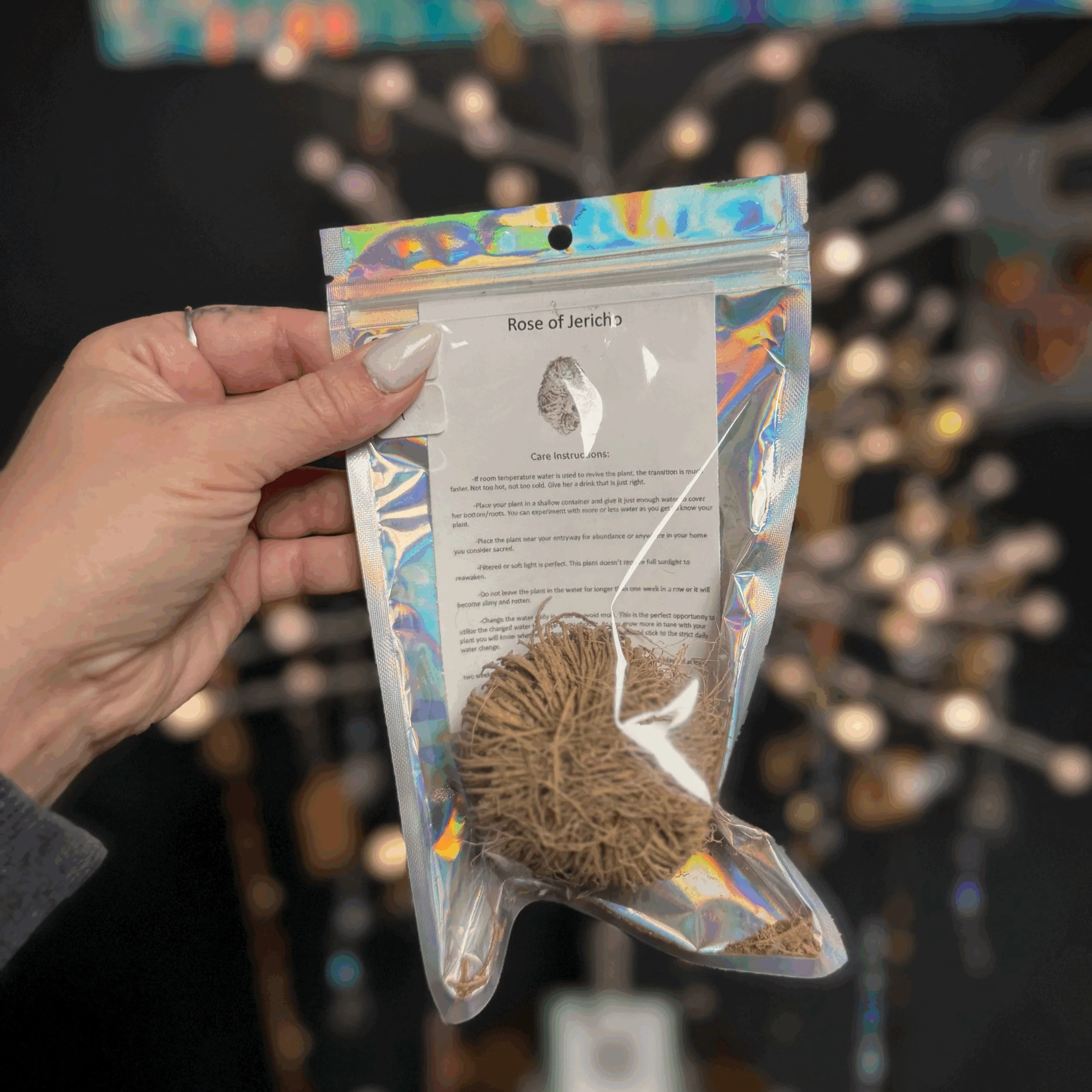 Rose of Jericho- Ressurrection Plant